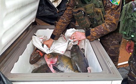 Violando o defeso: Batalhão de Polícia Ambiental da PMRO apreende pescado ilegal e garante doação à instituição