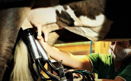 Rondônia registra aumento na produção leiteira em 2023 e lidera ranking de maior produtor de leite na região Norte