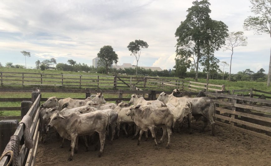 Buritis – Dupla é presa em flagrante com caminhão carregado de gado roubado