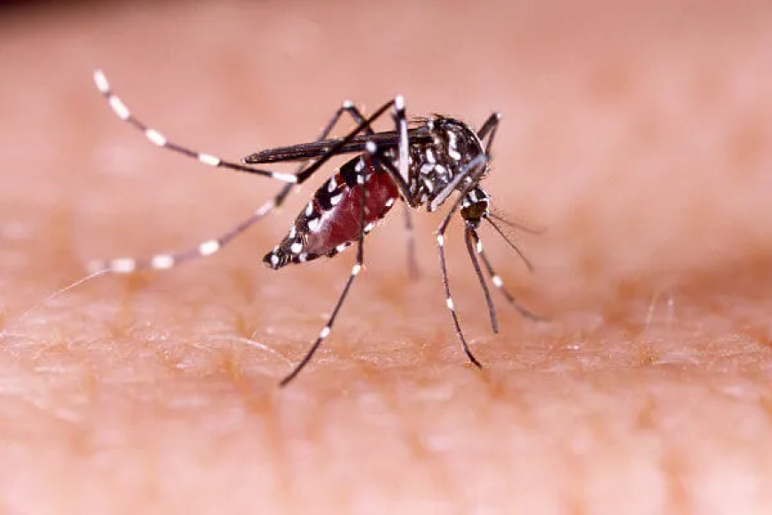 Ministério da Saúde confirma primeira morte por dengue de 2024 em Rondônia