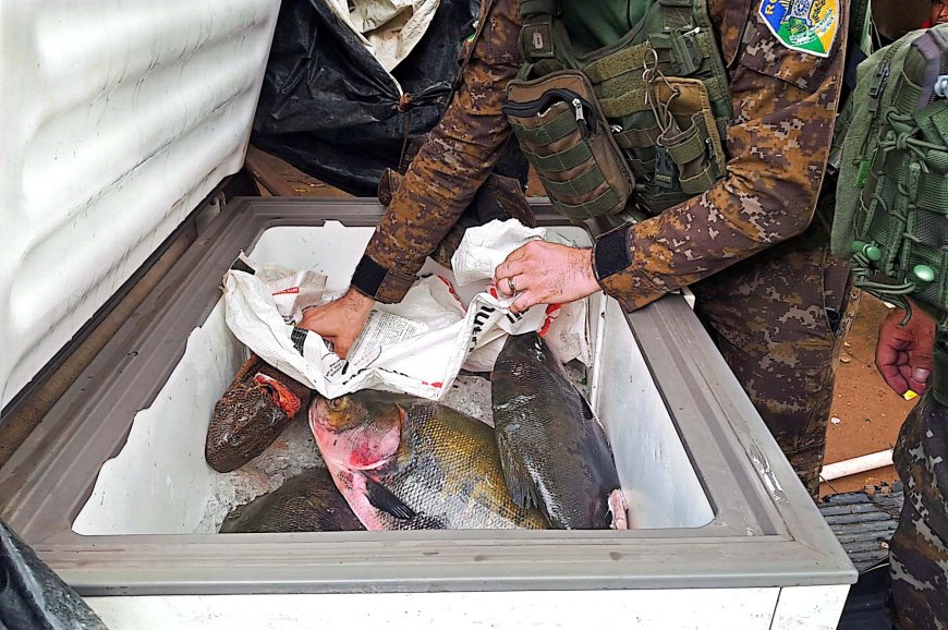 Violando o defeso: Batalhão de Polícia Ambiental da PMRO apreende pescado ilegal e garante doação à instituição