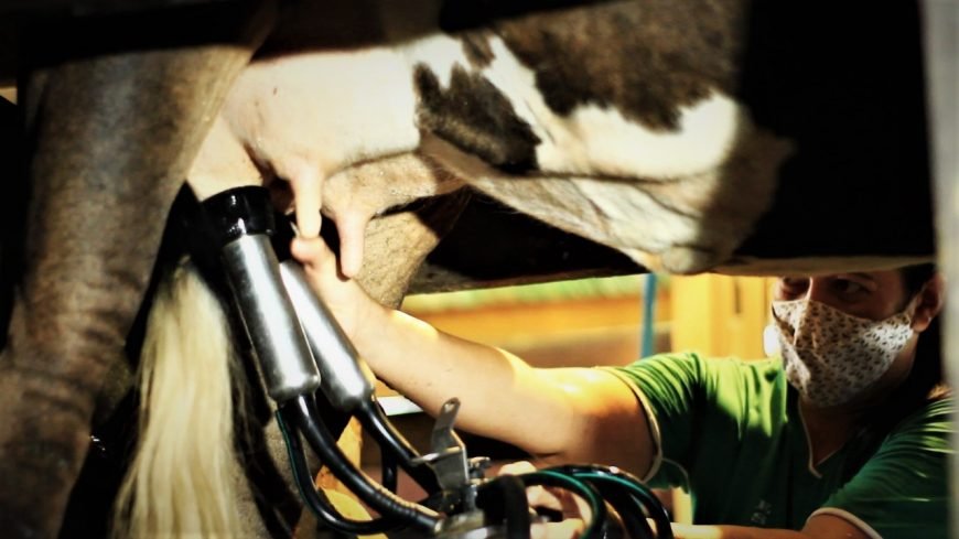 Rondônia registra aumento na produção leiteira em 2023 e lidera ranking de maior produtor de leite na região Norte