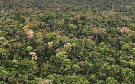 MPRO ingressa com Ação Civil Pública contra envolvido no desmatamento de reserva em Campo Novo de Rondônia