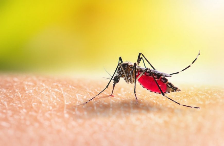 Ministério da Saúde vai permitir ampliação de faixa etária da vacina da dengue