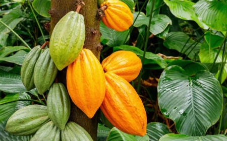 Rondônia inicia colheita de cacau com expectativa de aumento na safra