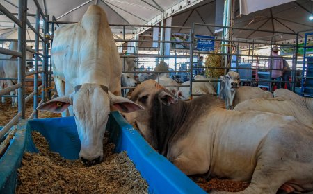 Primeira etapa da campanha de declaração de rebanhos 2024 tem início em Rondônia