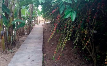 Vitrines tecnológicas destacam técnicas de manejo e cultivo de excelência