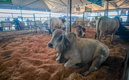 Prazo para declaração de rebanhos encerra nesta sexta-feira, 31