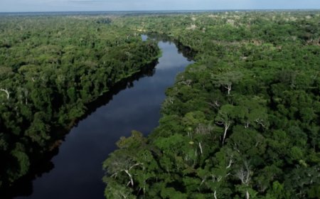 Relatório Anual aponta redução de mais de 70% no desmatamento em Rondônia