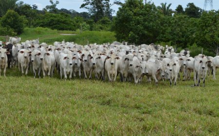 Pecuaristas devem estar atentos ao prazo para a declaração do rebanho que encerra nesta semana