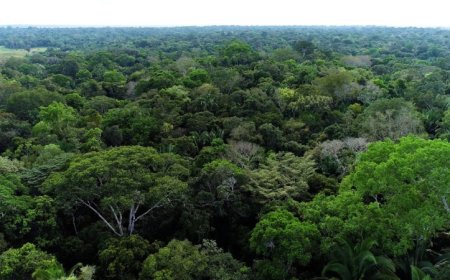 MPRO e Estado de Rondônia obtêm sentença de desocupação de Estação Ecológica de Samuel