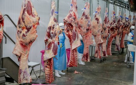 Reunião discute viabilizar a exportação da carne bovina de Rondônia pelo rio Madeira