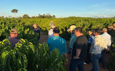 Crescimento da cadeia produtiva do café de Rondônia é destacado por cooperativa de Minas Gerais
