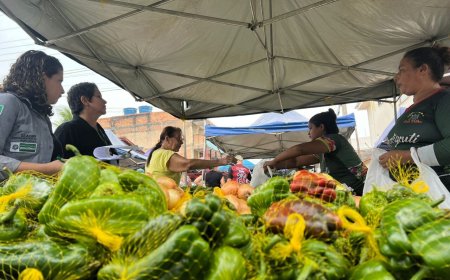 Programas de aquisição de alimentos garantem renda a centenas de agricultores familiares