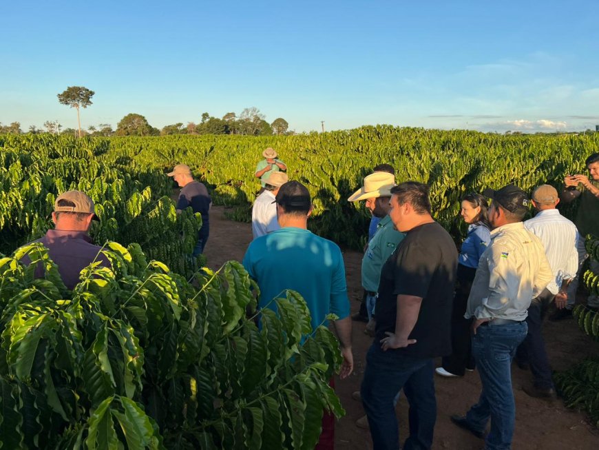 Crescimento da cadeia produtiva do café de Rondônia é destacado por cooperativa de Minas Gerais