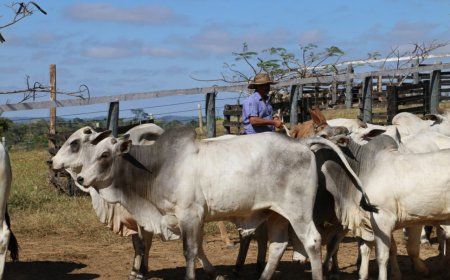 Manejo sustentável e medidas preventivas impulsionam as exportações da carne de Rondônia