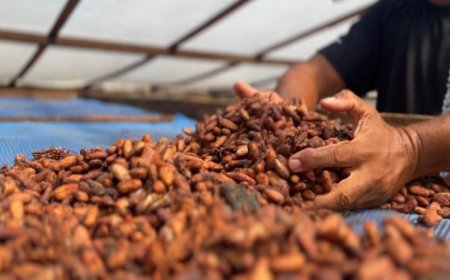 Prazo para inscrições do 4° Concurso de Qualidade e Sustentabilidade do Cacau de Rondônia encerra dia 31 de julho