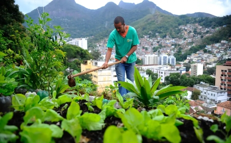 Nova lei pretende estimular a produção de alimentos nas cidades