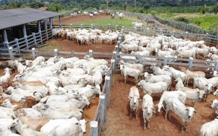 Teste epidemiológico para avaliar prevalência da Brucelose e Tuberculose bovina inicia dia 1º de agosto, em Rondônia