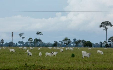 Unidades da Idaron iniciam inquérito epidemiológico que avaliará prevalência da brucelose e tuberculose bovina no estado