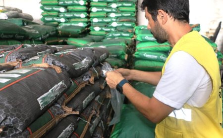 Qualidade das sementes de pastagem que chegam ao comércio impacta atuação da Idaron em Rondônia