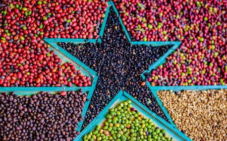 Governo de RO apresenta potencialidades do estado premiadas em Feira Internacional de Comércio