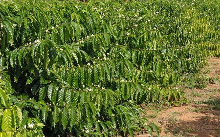 Medidas alternativas deixam produtores otimistas com a safra de café 2025 apesar da estiagem