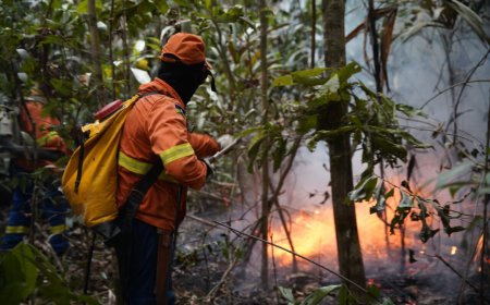 Sancionada pelo governo de RO lei que prevê medidas mais rigorosas contra incêndios florestais