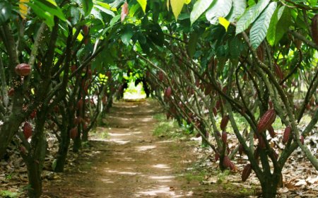 Produtores de Rondônia avançam para fase final do Concurso Nacional do Cacau Especial