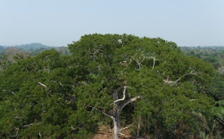 Intensificando proteção ecológica, MP recomenda suspensão ou cancelamento de cadastros rurais presentes em unidades de conservação e áreas públicas