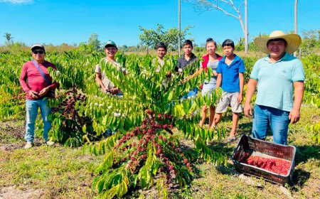 Governo de RO fomenta produção de café nas comunidades indígenas