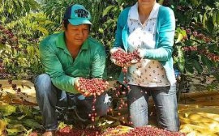 Concurso valoriza produção de café indígena e abre oportunidades para comunidades de Rondônia