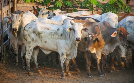 Governo de RO encerra mais uma etapa da declaração de rebanhos, com adesão de 98% dos pecuaristas