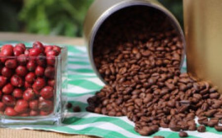 Café de Rondônia ganha destaque em Londres em busca de expansão no mercado global