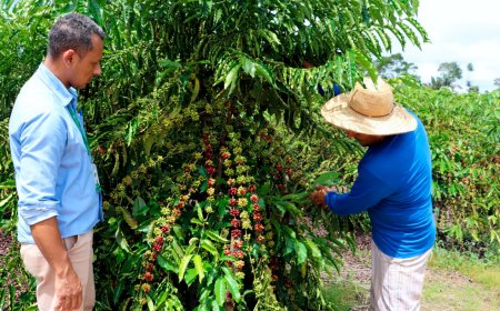 Assistência técnica e extensão rural projetam Rondônia no cenário internacional de produção de alimentos em 2024