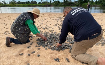 Ação realizada pelo governo de RO promove soltura de mais de 177 mil filhotes de tartarugas, no Parque Estadual Corumbiara