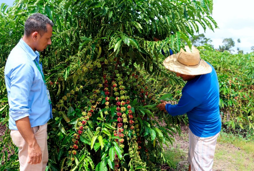 Assistência técnica e extensão rural projetam Rondônia no cenário internacional de produção de alimentos em 2024