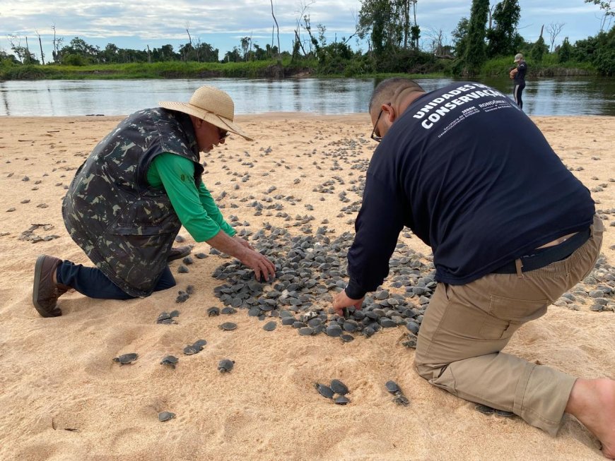 Ação realizada pelo governo de RO promove soltura de mais de 177 mil filhotes de tartarugas, no Parque Estadual Corumbiara