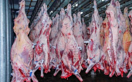 Rondônia registra aumento de cerca de 20% nas exportações de carne em 2024