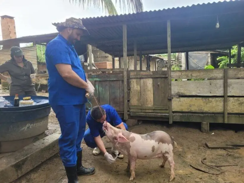 Vigilância contra doenças suínas mantém status sanitário livre de Peste Suína Clássica em Rondônia
