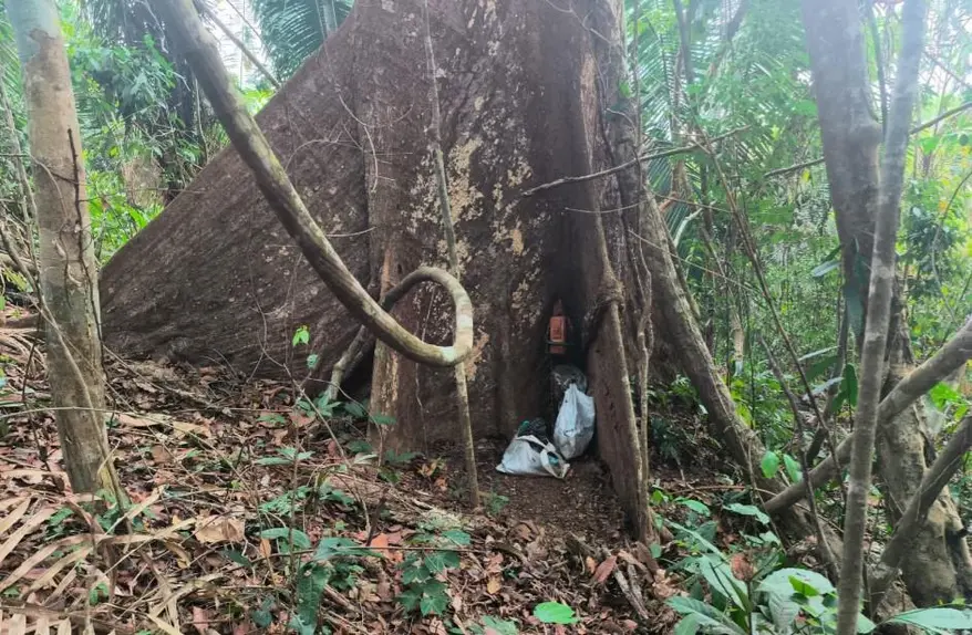 Invasores e madeireiros ameaçam Parque Estadual de Guajará-Mirim em Rondônia