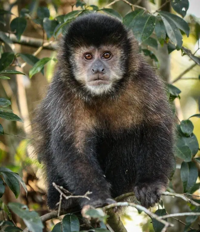 Macaco-prego-de-testa-preta reaparece no Parque Natural de Porto Velho