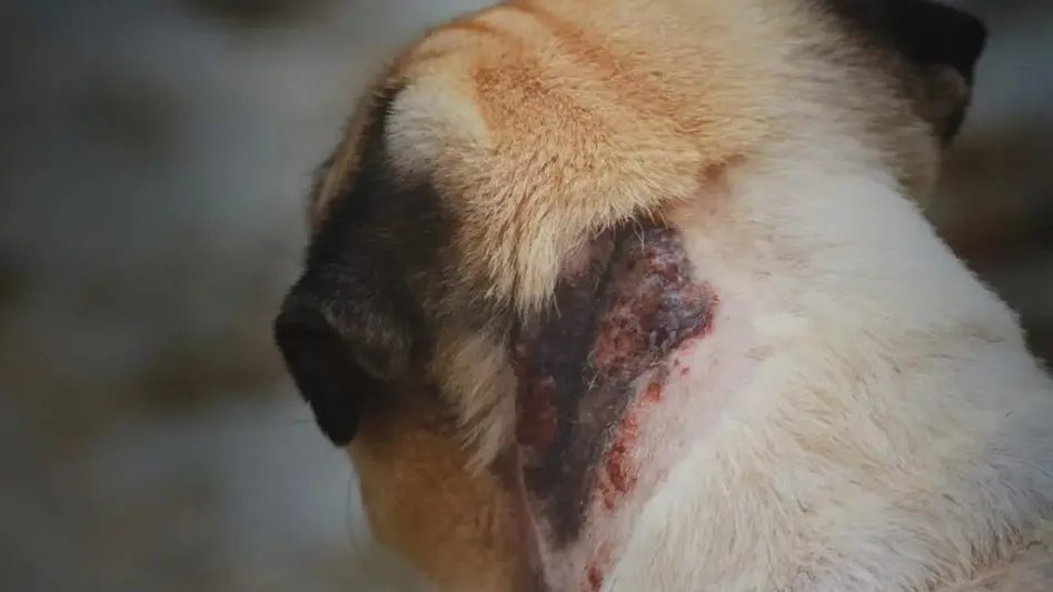 Primeiro caso de Leishmania infantum é confirmado em cão em Porto Velho