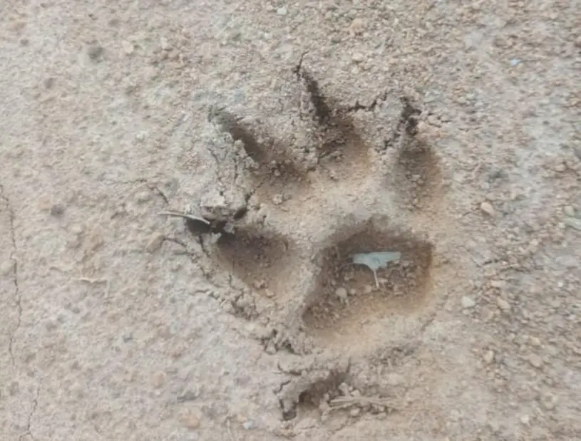 Moradores de Porto Velho temem ataques de animal silvestre em galinheiros