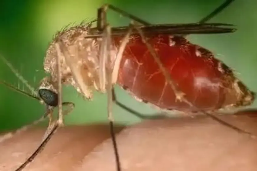 Rondônia registra queda drástica de casos de febre do oropouche em 2025