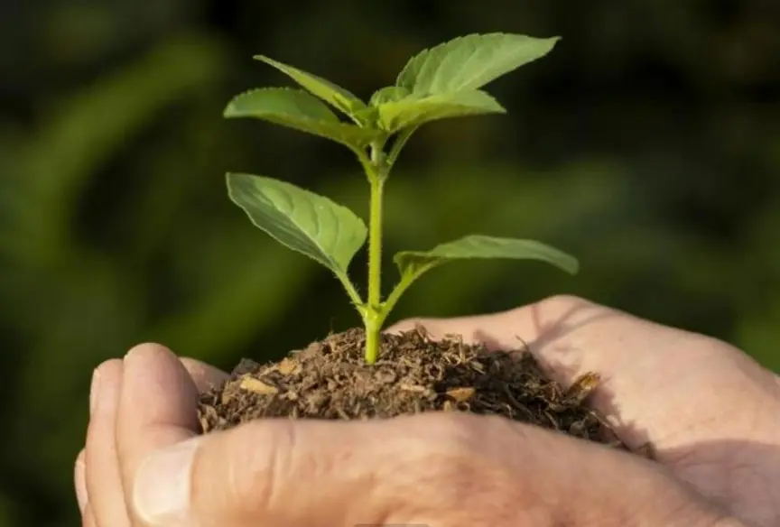 Nova 364 participa de evento em Porto Velho pelo Dia da Árvore e preservação ambiental