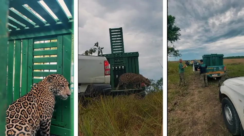 Polícia Ambiental e parceiros soltam onça-pintada resgatada em Abunã