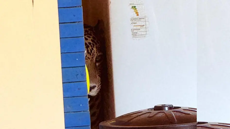 Onça invade residência em Extrema e fere morador nesta segunda-feira