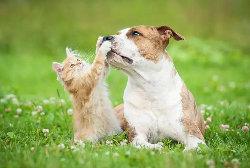 Prefeitura de Porto Velho inicia ação contra maus-tratos a animais e busca reparação