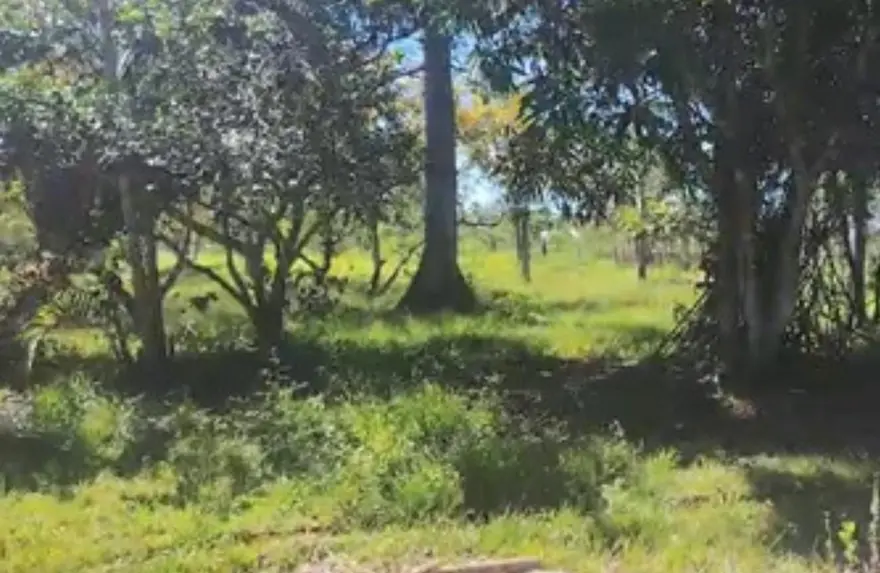 Misterioso predador causa temor em moradores de Porto Velho após ataques a galinheiros